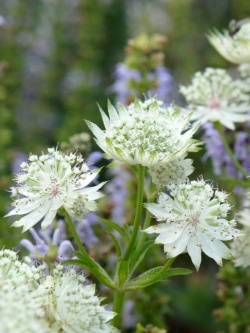 Astrance (Astrantia) major 'White Button' aux fleurs blanches