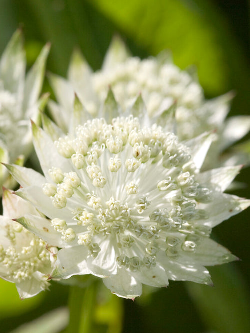 Acheter Astrance major 'White Button' avec livraison au printemps