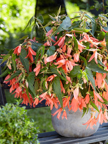 Bégonia Boliviensis San Francisco