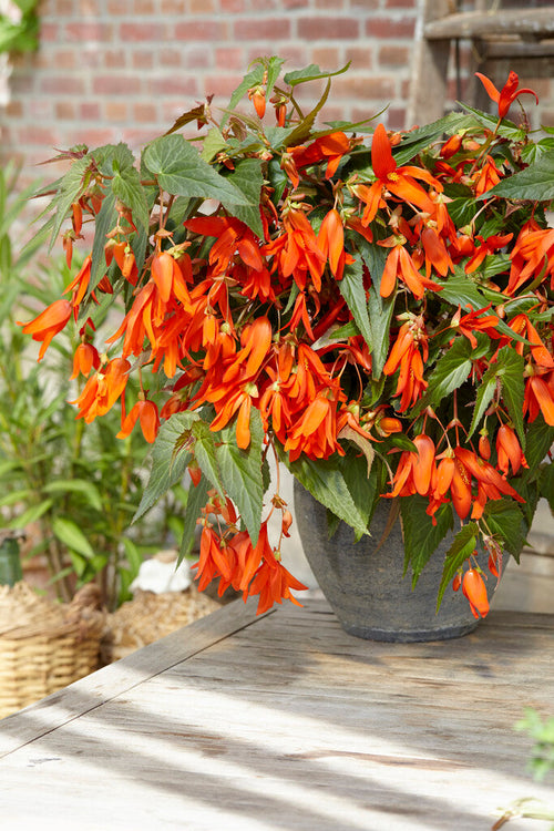 Begonia Boliviensis Santa Cruz | Bulbes à fleurs