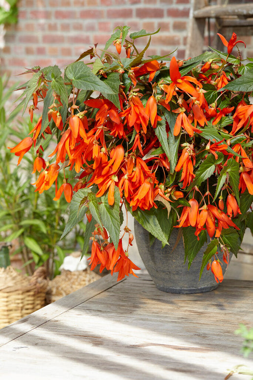 Begonia Boliviensis Santa Cruz | Bulbes à fleurs