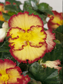 Bégonia Crispa Marginata Jaune et Rouge