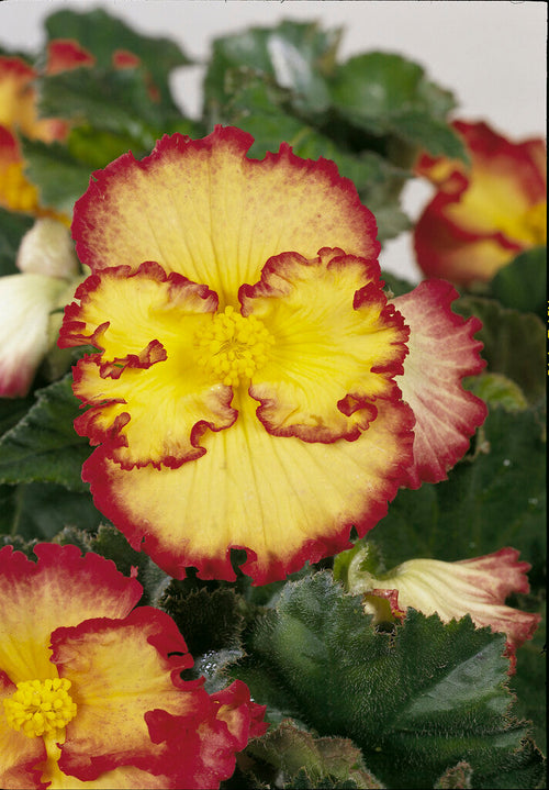 Bégonia Crispa Marginata Jaune et Rouge 