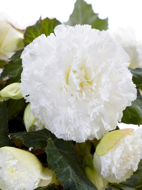Begonia Picotee Ruffled White tubercules