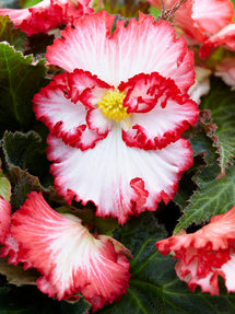 Bégonia Crispa Marginata Blanc et Rouge