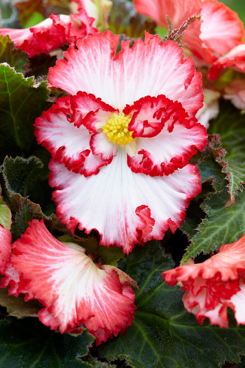Bégonia Crispa Marginata Blanc et rouge