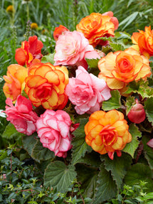 Bégonia Mélange Tropical