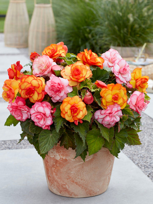 Mélange de bégonias tropicaux pour livraison au printemps