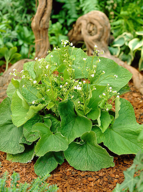 Brunnera Betty Bowring - Achat Racines nues 