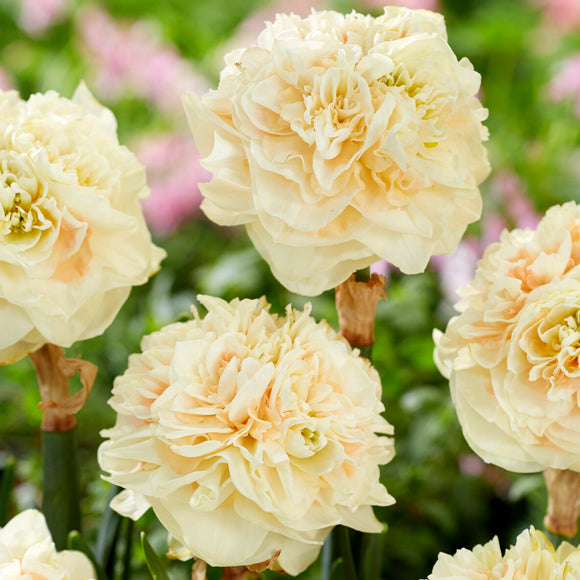 Bulbes Narcisse - Pom Pom Rose - acheter des bulbes en ligne