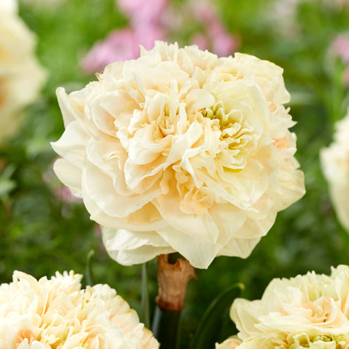 Bulbes de Narcisses pom pom rose | Achat de Bulbes à Fleurs en ligne