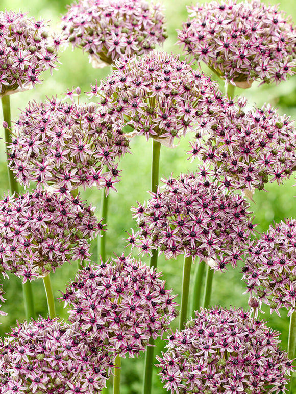 Allium Starlight pour le jardin