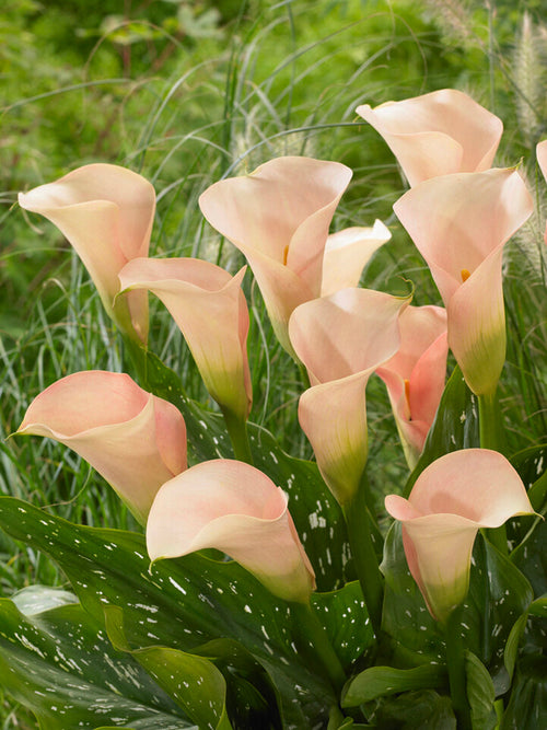Acheter Auckland Bulbes
