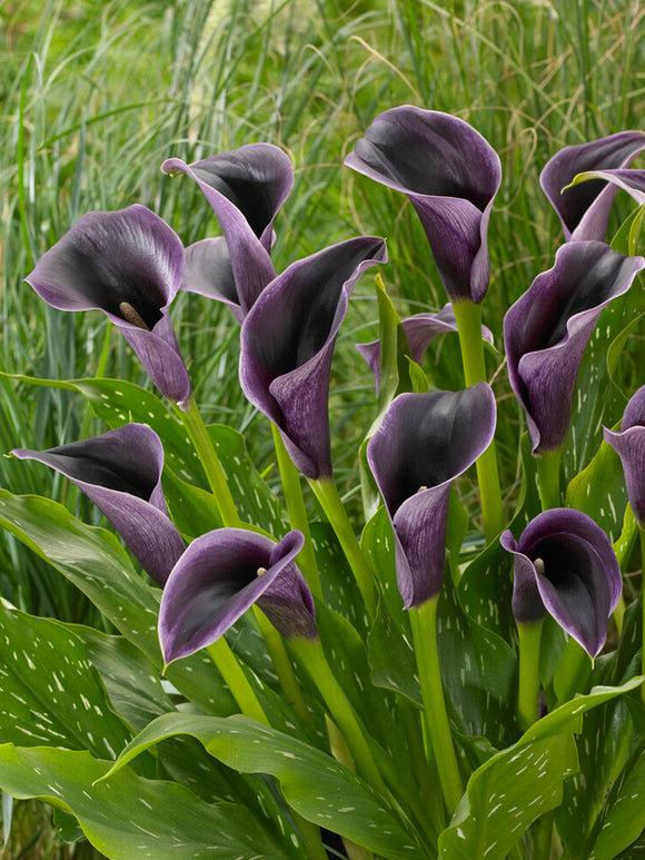 Acheter Calla Akela Bulbes