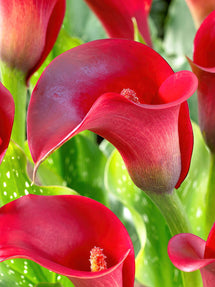 Calla Callafornia Red