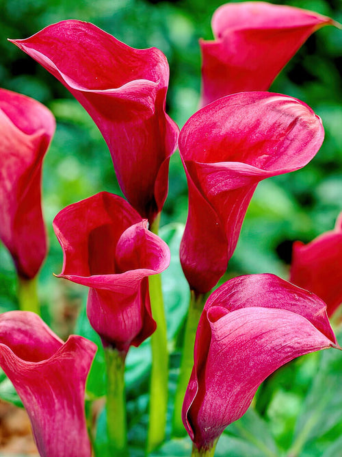 Calla Callafornia Red