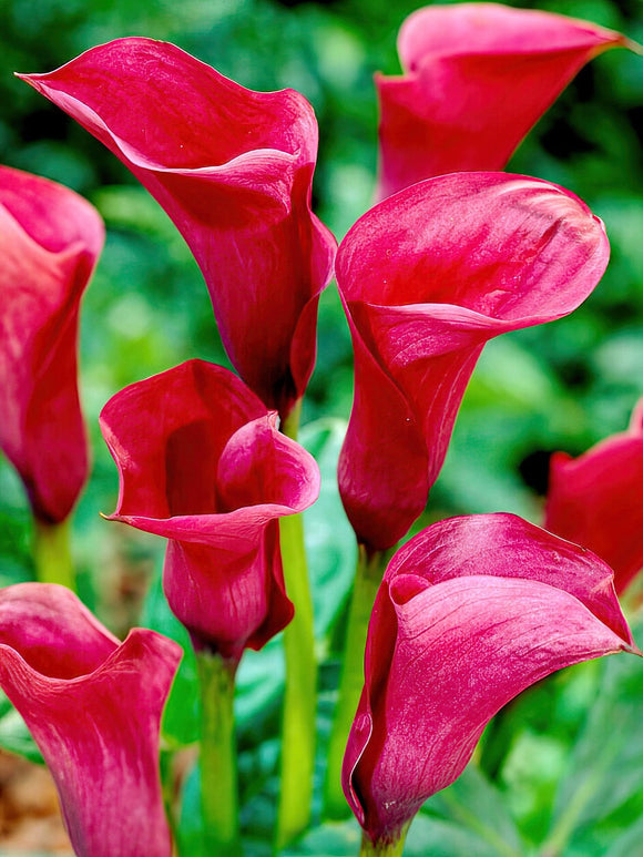 Calla Callafornia Red