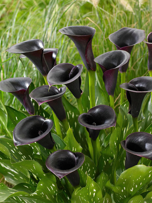 Calla Cantor