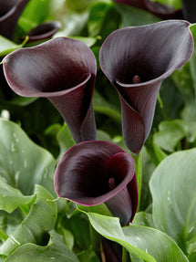 Calla Captain Beretta