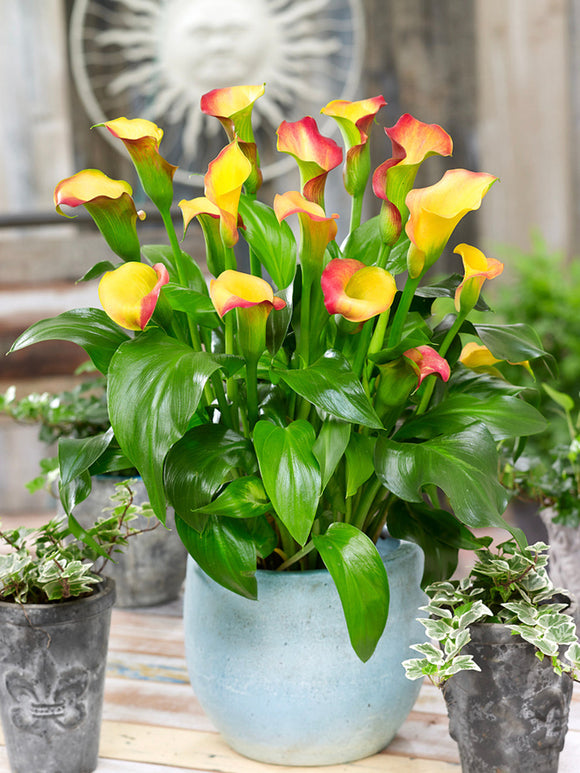 Calla Captain Lido