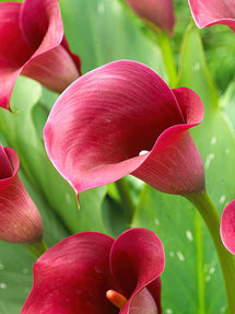 Calla Captain Promise