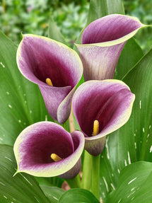 Calla Captain Ranomi