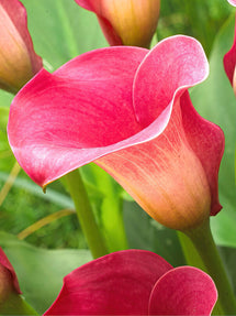 Calla Captain Romance