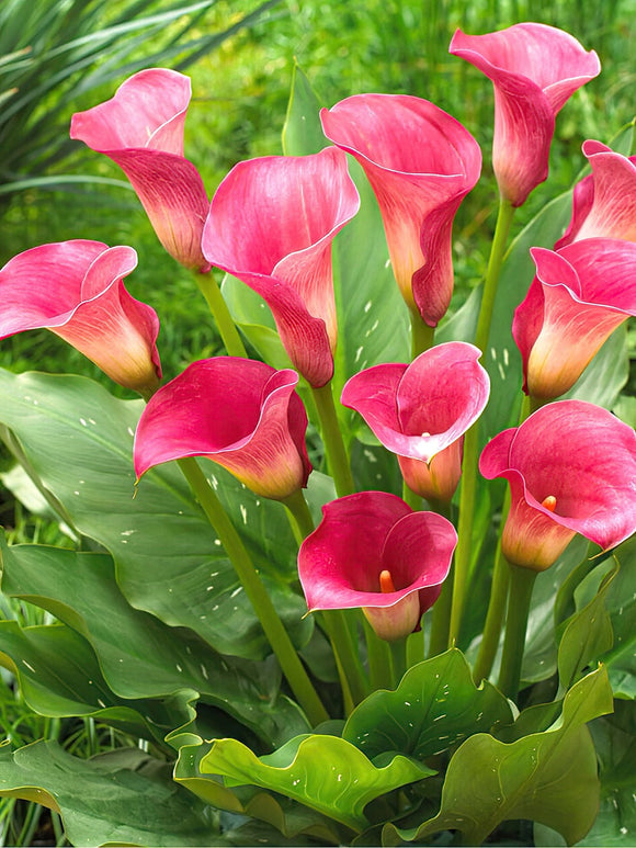 Calla Captain Romance