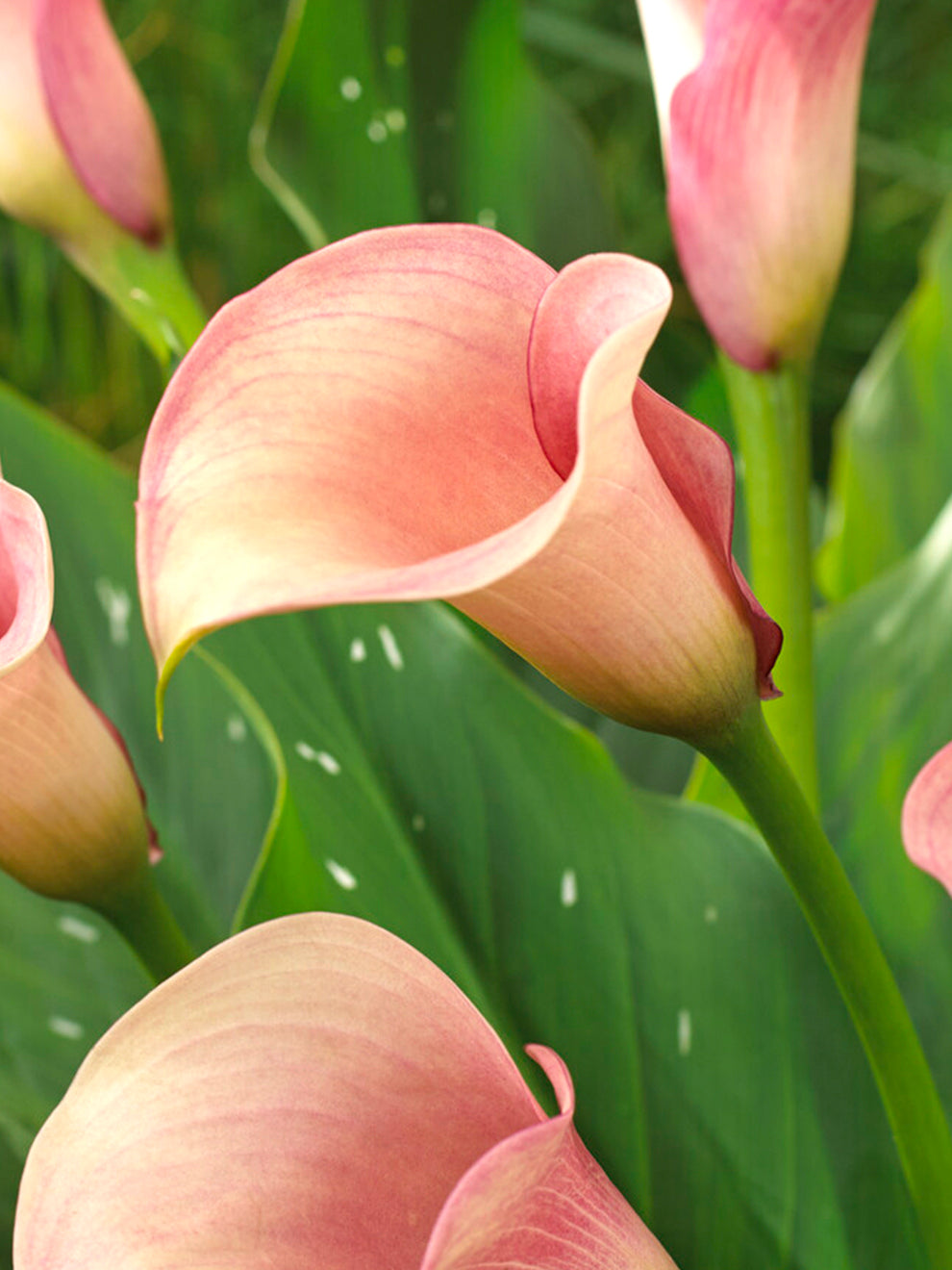 Rose Calla Calla Captain Rosette | DutchGrown™
