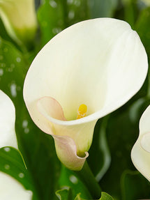 Calla Captain Ventura