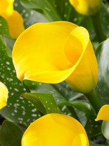 Calla Goldcup