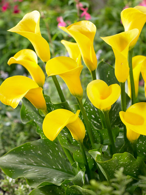 Calla Coldcup bulbes