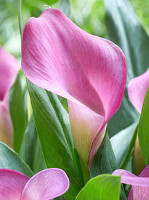 Calla Grape Velvet