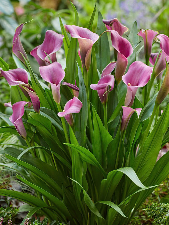 Calla Grape Velvet