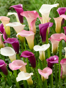 Calla Lavender Lace Collection