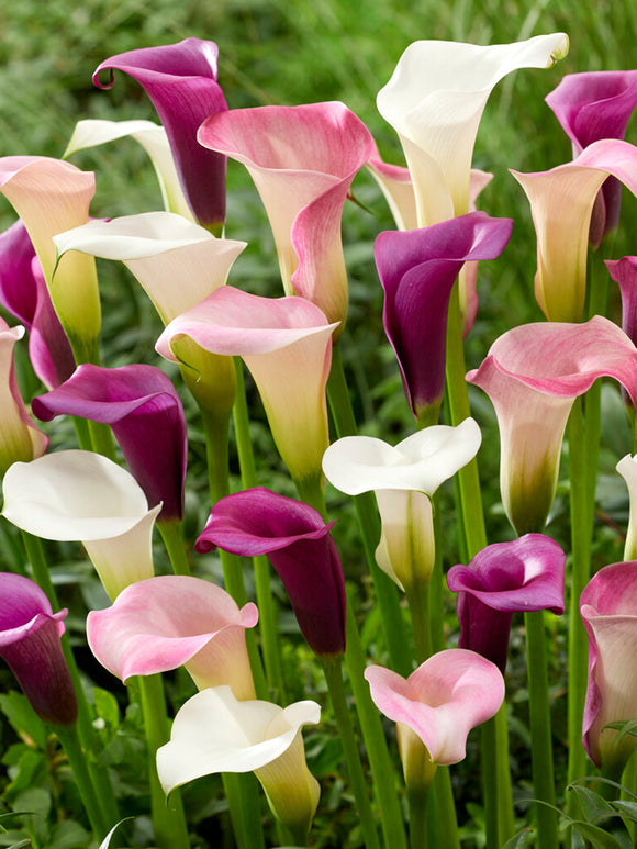 Calla Lavender Lace Collection