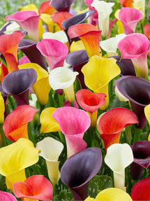 Calla Mélange