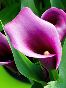 Calla Paco