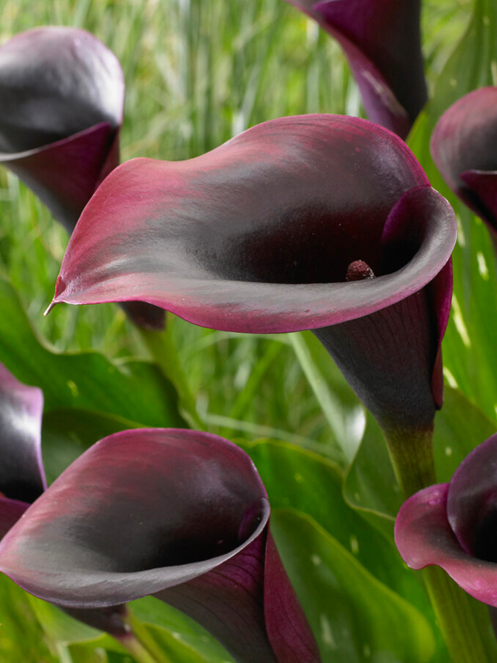 Calla Rudolph 40cm Calla Rudolph | DutchGrown™