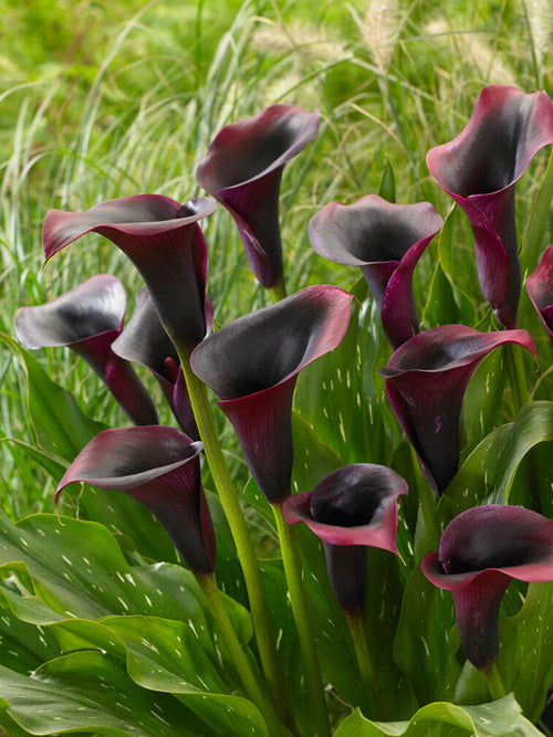 Acheter Calla Rudolph