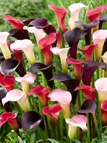 Calla Twilight Trio Collection