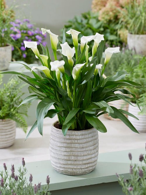 Calla White Art