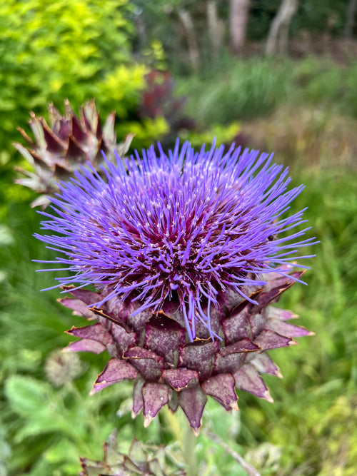 Cardon (Chardon de l'artichaut) Plante vivace herbacée