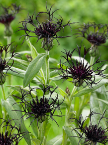 Centaurée (Centaurea) Black Sprite