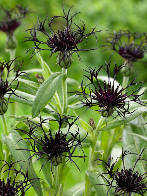 Centaurea Black Sprite - Achat Racines nues 
