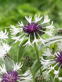 Centaurée (Centaurea) Amethyst in Snow