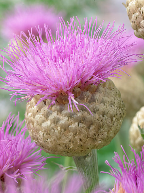 Commandez vos Centaurea Pulchra Major pour les recevoir au printemps ! Centaurée