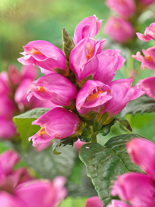 Chelone Pink Turtle de Hollande