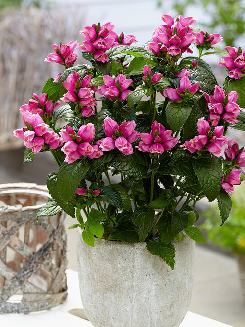 Commandez vos Chelone Pink Turtle pour les recevoir au printemps !