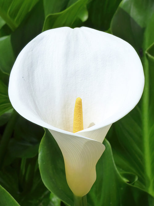 Le grand calla blanc classique (Aethiopica)